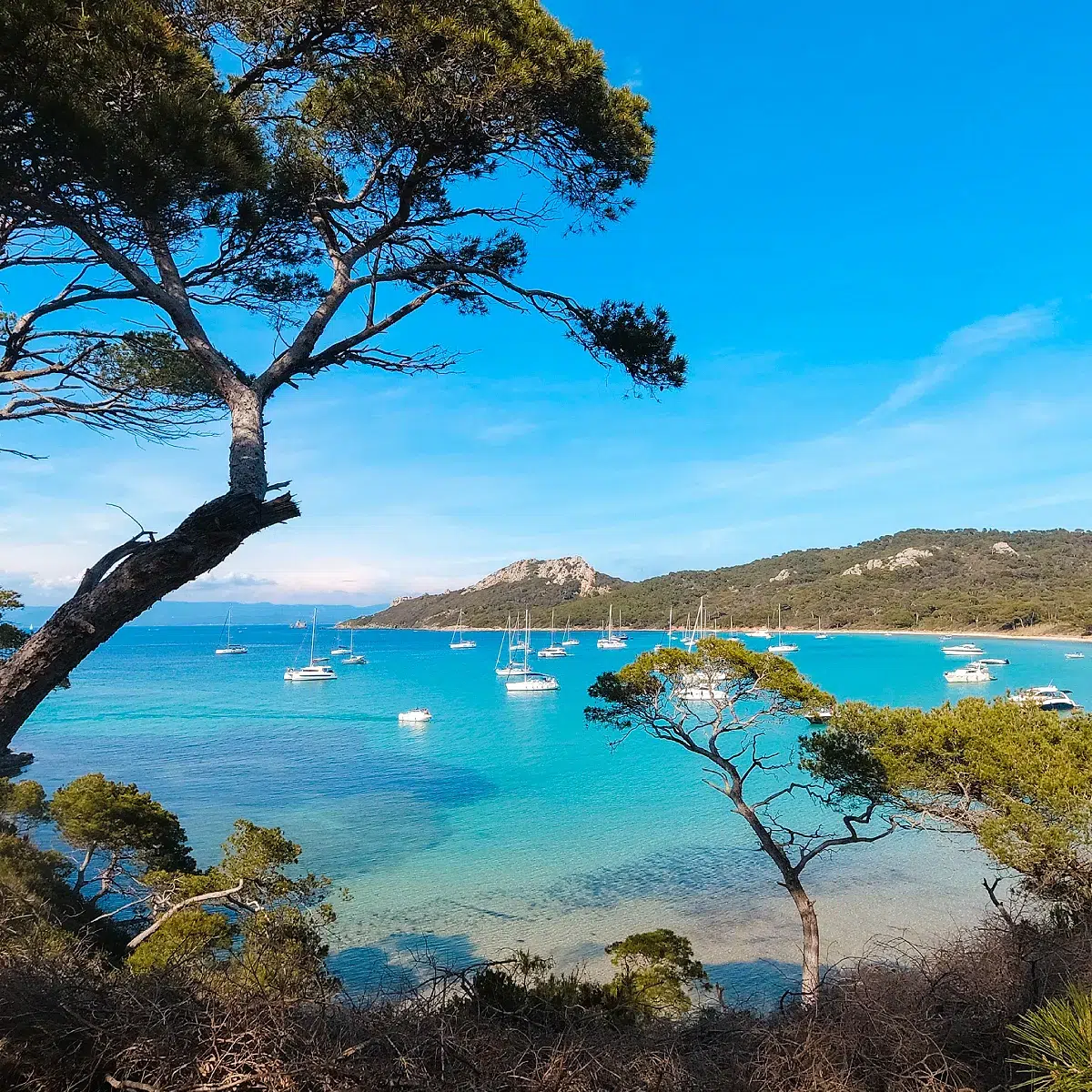 Paysage côtier avec voiliers Vue sur mer avec voiliers et arbres